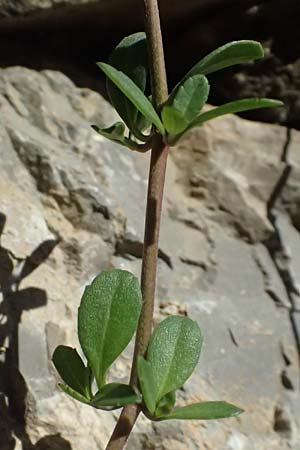 Phyla nodiflora \ Kriechende Teppich-Verbene / Turtle Grass, Turkey-Tangle Fogfruit, I Liguria, Cinque Terre 28.9.2023