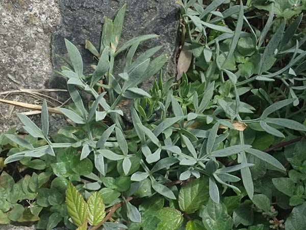 Crithmum maritimum \ Meer-Fenchel, I Liguria, Cinque Terre 28.9.2023