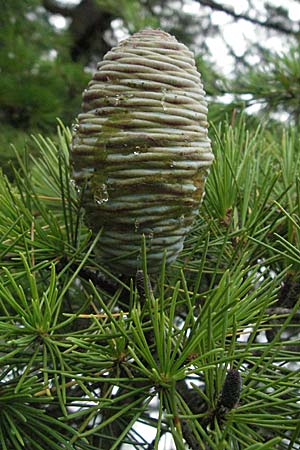 Cedrus libani / Cedar of Lebanon, I Passignano 1.6.2007