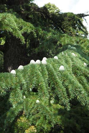 Cedrus libani \ Libanon-Zeder, I Urbino 9.6.2007