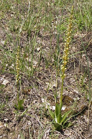 Aceras anthropophorum \ Ohnsporn, Puppenorchis / Man Orchid, I  Liguria, Piana Crixia 21.5.2013 