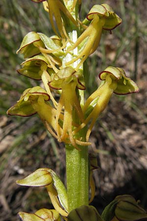 Aceras anthropophorum / Man Orchid, I  Liguria, Piana Crixia 21.5.2013 