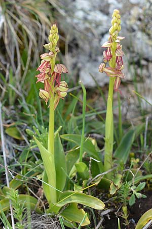 Aceras anthropophorum / Man Orchid, I  Promontorio del Gargano, Monte S. Angelo 13.4.2019 (Photo: Christian Schlomann)