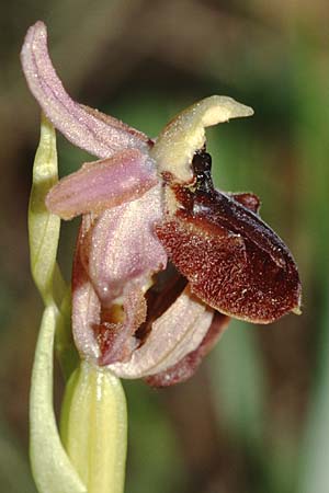 Ophrys exaltata subsp. arachnitiformis \ Spinnenähnliche Ragwurz, I  Imperia 16.4.2001 