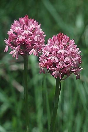 Anacamptis pyramidalis subsp. serotina \ Späte Pyramidenorchis / Late Pyramidal Orchid, I  Cilento 4.6.2002 