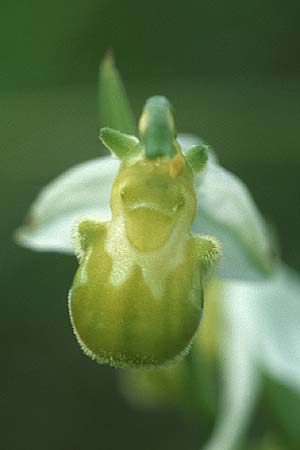 Ophrys apifera forma chlorantha \ Grünliche Bienen-Ragwurz / Greenish Bee Orchid, I  Emilia Romagna, Rioveggio 2.6.2004 