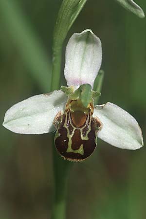 Ophrys apifera \ Bienen-Ragwurz / Bee Orchid, I  Friaul/Friuli, Tagliamento Tal / Valley 2.6.2004 