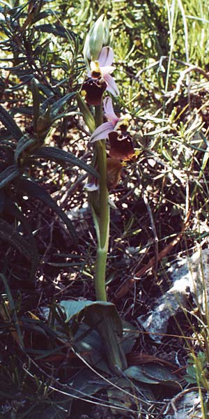 Ophrys apulica \ Apulische Ragwurz / Apulian Bee Orchid, I  Promontorio del Gargano, Mattinata 29.4.1985 