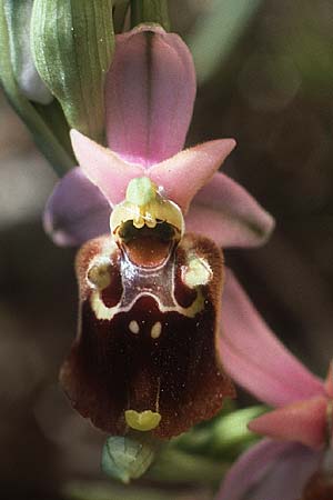 Ophrys apulica \ Apulische Ragwurz / Apulian Bee Orchid, I  Promontorio del Gargano, Mattinata 29.4.1985 