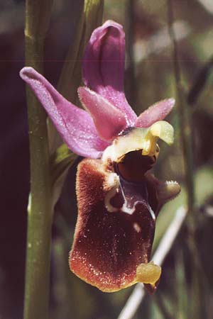 Ophrys apulica \ Apulische Ragwurz / Apulian Bee Orchid, I  Promontorio del Gargano, Mattinata 29.4.1985 