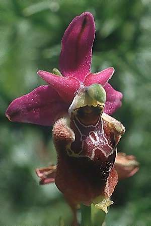 Ophrys apulica \ Apulische Ragwurz / Apulian Bee Orchid, I  Apulien/Puglia, Martina Franca 11.5.1989 