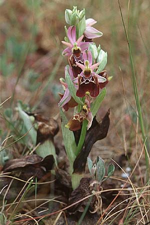 Ophrys apulica \ Apulische Ragwurz, I  Lecce 8.4.1998 