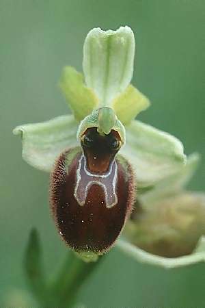 Ophrys exaltata subsp. archipelagi \ Adriatische Ragwurz / Adriatic Ophrys, I  Promontorio del Gargano, Mattinata 11.4.1998 