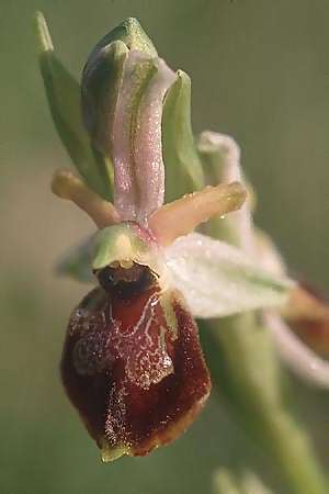 Ophrys exaltata subsp. archipelagi \ Adriatische Ragwurz, I  Promontorio del Gargano, Mattinata 26.4.2003 