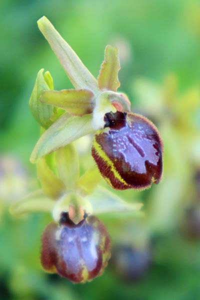 Ophrys argentaria \ Monte-Argentario-Ragwurz / Monte Argentario Orchid, I  Rom /  Rome 8.4.2021 (Photo: Enzo Lanza)