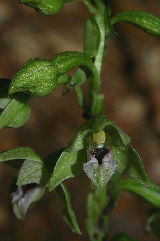 Epipactis aspromontana \ Aspromonte-Ständelwurz / Aspromonte Helleborine, I  Kalabrien/Calabria Aspromonte, Gambarie 9.7.2000 (Photo: Helmut Presser)