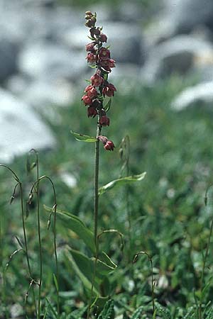 Epipactis atrorubens / Dark-red Helleborine, I  Pragser Wildsee 2.8.2004 