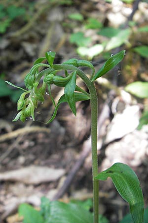 Epipactis autumnalis \ Herbst-Ständelwurz / Autumn Helleborine, I  Vicenza 17.7.2010 