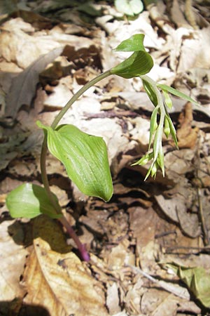 Epipactis autumnalis \ Herbst-Ständelwurz / Autumn Helleborine, I  Vicenza 17.7.2010 