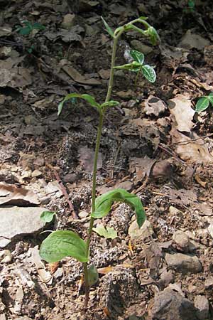 Epipactis autumnalis \ Herbst-Ständelwurz / Autumn Helleborine, I  Vicenza 17.7.2010 