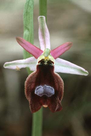 Ophrys benacensis \ Gardasee-Ragwurz / Lake Garda Bee Orchid, I  Gardasee, Sasso /  Lago del Benaco, Sasso 7.5.1986 