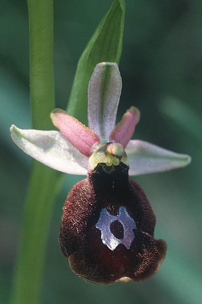 Ophrys benacensis \ Gardasee-Ragwurz / Lake Garda Bee Orchid, I  Gardasee, Torri del Benaco /  Lago del Benaco, Torri del Benaco 8.5.1986 