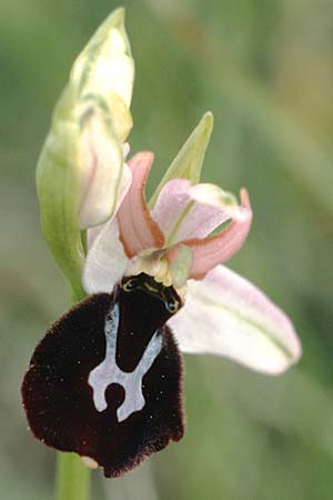 Ophrys benacensis / Lake Garda Bee Orchid, I  Lago del Benaco, Torri del Benaco 10.5.1986 