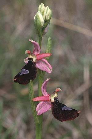 Ophrys benacensis \ Gardasee-Ragwurz / Lake Garda Bee Orchid, I  Gardasee, Torri del Benaco /  Lago del Benaco, Torri del Benaco 10.5.1986 