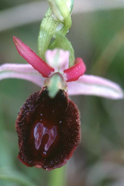 Ophrys benacensis \ Gardasee-Ragwurz / Lake Garda Bee Orchid, I  Gardasee, Torri del Benaco /  Lago del Benaco, Torri del Benaco 15.4.2000 
