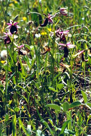 Ophrys bertolonii \ Bertolonis Ragwurz, Vöglein-Ragwurz / Bertoloni's Bee Orchid, I  Castrovillari 9.5.1989 