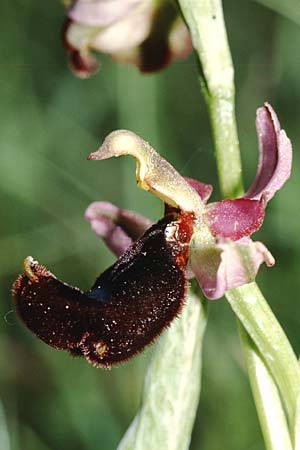 Ophrys bertolonii \ Bertolonis Ragwurz, Vöglein-Ragwurz / Bertoloni's Bee Orchid, I  San Gimignano 14.5.2001 