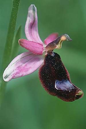 Ophrys bertolonii \ Bertolonis Ragwurz, Vöglein-Ragwurz / Bertoloni's Bee Orchid, I  Latium/Lazio, Torre Alfina 2.6.2002 