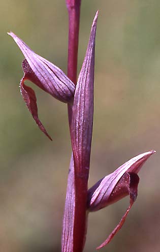 [click] Serapias bergonii subsp. cilentana, I   Cilento, San Giacomo 14.6.2006 (Photo: Helmut Presser)