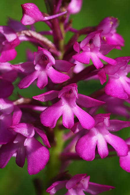 Anacamptis berica \ Frühe Pyramidenorchis / Early Pyramidal Orchid, I  Promontorio del Gargano 15.4.2019 (Photo: Helmut Presser)