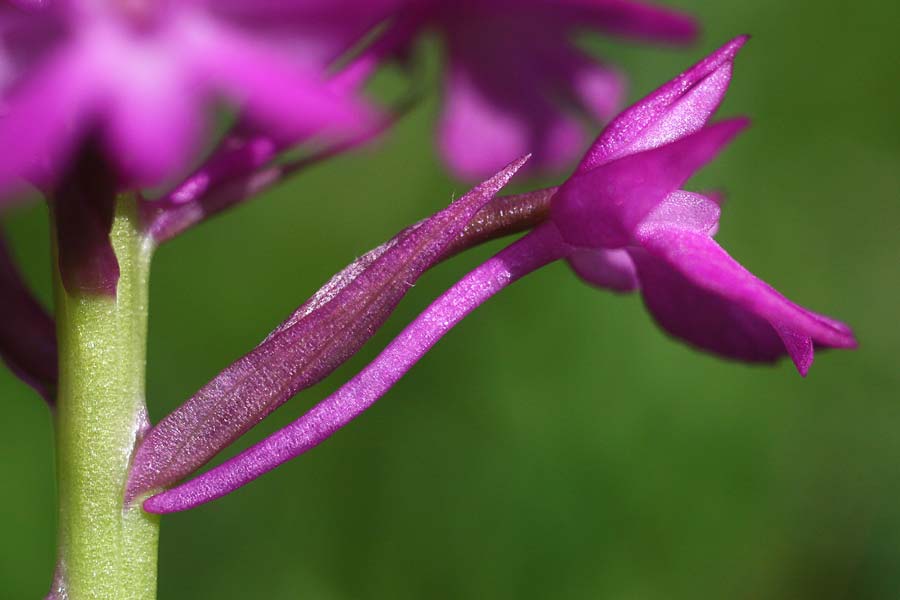 Anacamptis berica \ Frühe Pyramidenorchis / Early Pyramidal Orchid, I  Promontorio del Gargano 15.4.2019 (Photo: Helmut Presser)