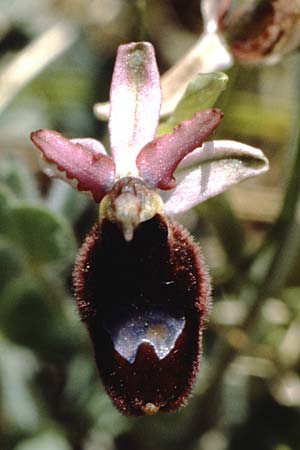 Ophrys bertoloniiformis / False Bertoloni Bee Orchid, I  Promontorio del Gargano, Monte S. Angelo 1.5.1985 