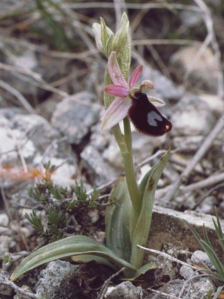 Ophrys bertoloniiformis \ Vöglein-ähnliche Ragwurz / False Bertoloni Bee Orchid, I  Promontorio del Gargano, Monte S. Angelo 1.5.1985 