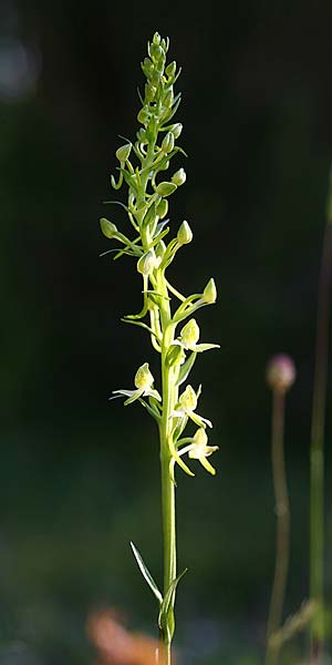 Platanthera bifolia subsp. osca / Osca Butterfly Orchid, I  Monte Pollino East 4.6.2015 (Photo: Helmut Presser)