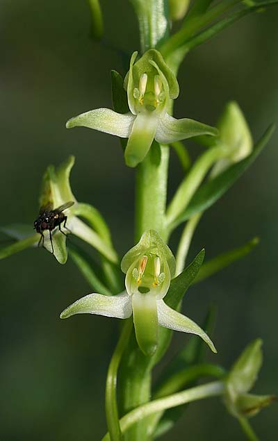 Platanthera bifolia subsp. osca / Osca Butterfly Orchid, I  Monte Pollino East 4.6.2015 (Photo: Helmut Presser)