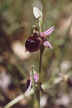Ophrys biscutella \ Brillen-Ragwurz / Shield Orchid, I  Promontorio del Gargano, Mattinata 30.4.1985 
