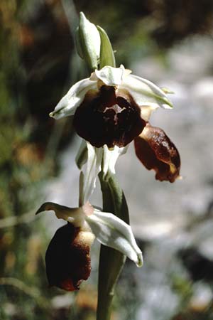 Ophrys biscutella / Shield Orchid, I  Promontorio del Gargano, Mattinata 30.4.1985 