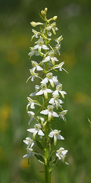 Platanthera bifolia subsp. osca \ Osca-Waldhyazinthe / Osca Butterfly Orchid, I  Abruzzen/Abruzzo Palena 5.6.2015 (Photo: Helmut Presser)