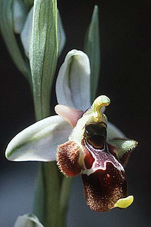 Ophrys oestrifera subsp. montis-gargani / Gargano Orchid, I  Promontorio del Gargano, Mattinata 30.4.1985 