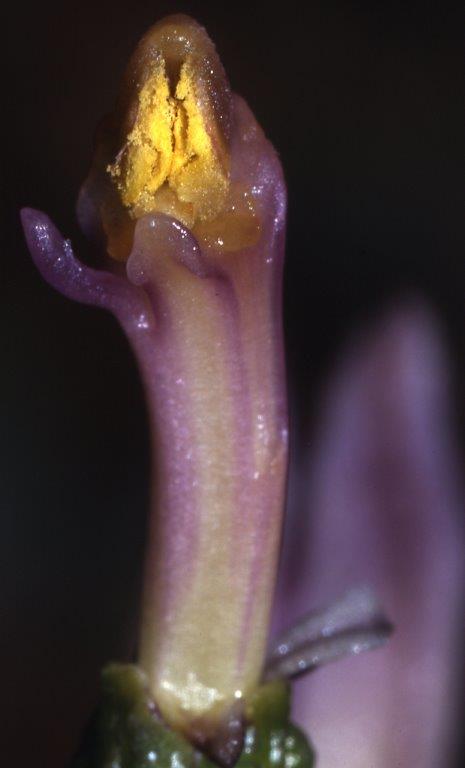 Limodorum brulloi \ Brullos Dingel / Brullo's Limodore, I  Kalabrien/Calabria Aspromonte, Gambarie 9.7.2000 (Photo: Helmut Presser)