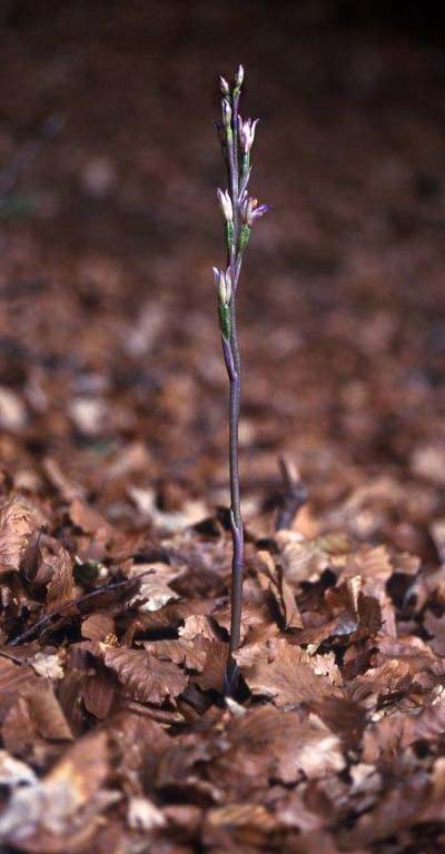 Limodorum brulloi \ Brullos Dingel / Brullo's Limodore, I  Kalabrien/Calabria Aspromonte, Gambarie 9.7.2000 (Photo: Helmut Presser)