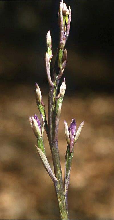 Limodorum brulloi / Brullo's Limodore, I  Calabria Aspromonte, Gambarie 9.7.2000 (Photo: Helmut Presser)