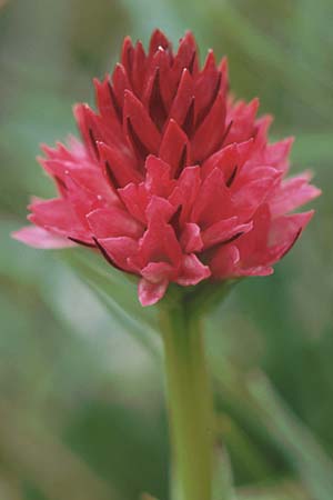 Nigritella buschmanniae \ Brenta-Kohlröschen / Buschmann's Vanilla Orchid, I  Madonna di Campiglio 11.7.1999 