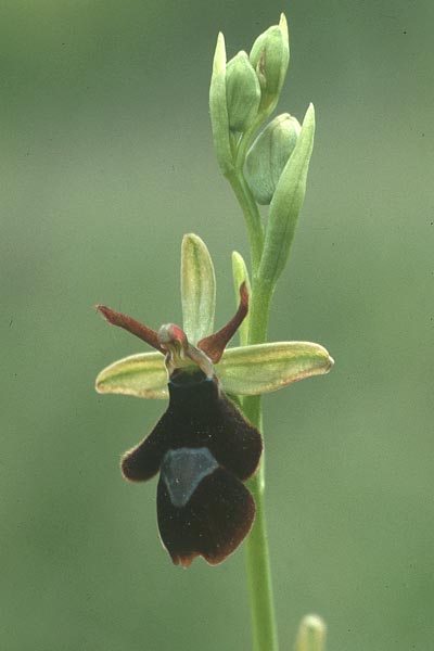 Ophrys benacensis x insectifera, I   Gardasee, Torri del Benaco   / Lago del Benaco, Torri del Benaco 10.5.1986 