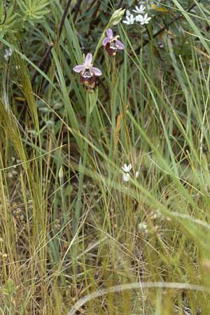 Ophrys candica / Candia Bee Orchid, I  Taranto 2.5.1998 