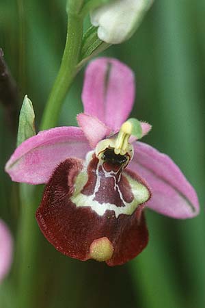 Ophrys candica / Candia Bee Orchid, I  Taranto 2.5.1998 